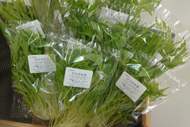 【★生で食べるサラダ水菜！！★】サラダ水菜（40ｇ×10袋）さっと洗ってそのまま使える！