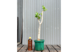 オリーブ 鉢植え シプレッシーノ｜育てやすい シンボルツリー・盆栽にも最適