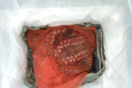 豊後マダコ  ３kg