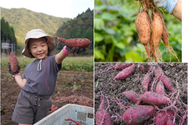 【ひとくちサイズ】紅はるかと安納芋（２Ｓ~Ｓ）８kgセット！栽培期間中農薬不使用の「さつまいも」