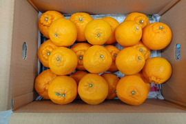 柑橘の王様　蔵出し不知火　家庭用Ｂ品　箱込み4.5キロ