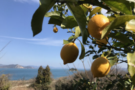 食べてみんさい！広島特別栽培レモン◆農薬不使用◆1.2㎏