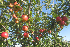 紅玉りんご　9月下旬発送　予約承り中、アップルパイにりんごジャムに最適！！紅玉　訳あり　家庭専用　2.5キロコース