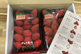 【3箱セット】【いちごグランプリ金賞 べにたま】 VS 農場長おすすめ品種！【いちご食べ比べ】280g×6パック