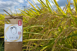 ✨令和７年産新米✨ﾌﾟﾚﾐｱﾑｸｵﾘﾃｨ認定10㎏｢ひめの凜｣一等米【白米】