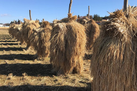 自然栽培　天日干し精米　10kg