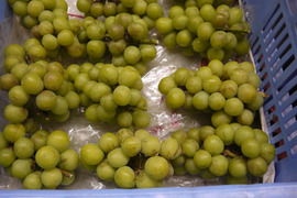 シャインマスカット加工用2ｋｇ