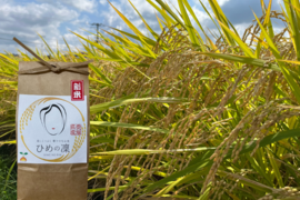 ✨令和７年産新米✨5㎏ 大粒で甘みのある ｢ひめの凜｣（白米）