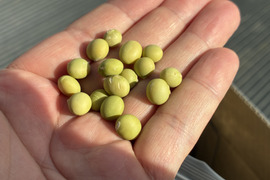 【訳あり】　入手困難！？　幻のダイズ『こうじいらず』(1KG)