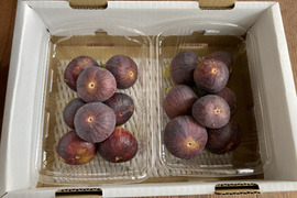 樹上完熟いちじくロードス　約300ｇ　４パック【栽培期間中農薬.化学肥料不使用】