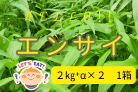 シャキシャキ！暑い夏でも食べたくなるエンサイ(４kg）
