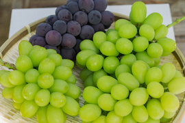 お盆シーズンにお届け可能　シャインマスカット入り　『岡山県産ぶどう』　おまかせ3種食べ比べセット　1.5キロ以上