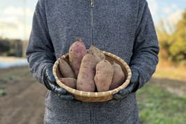 高系14号｜ホクホク栗のような上品な甘さ 島育ちの熟成さつまいも 五島産 ２kg