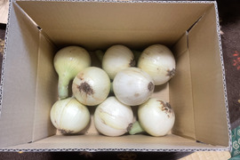 令和4年産 今が旬、新たまねぎ 2kg たくさん採れちゃいました特価
