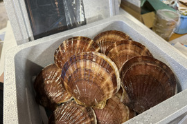 【訳あり！お買い得！】規格外品ホタテ２年貝〈2kg〉