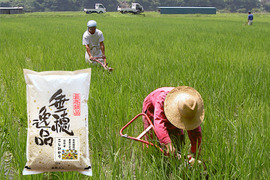 令和5年産【白米20kg】 信州産 農薬不使用米 こしひかり 《受注精米》（5kg×4袋）
