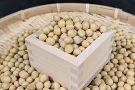 北海道森町産　極大黄大豆　たまふくら　500ｇ　【令和７年度産】