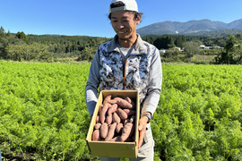 かごしまのさつまいもはそのやま農園　“さつま紅はるか”　使い勝手の良いML品  　貯蔵ものが元気においしくスタート！　掘りたておいしい→貯蔵して超絶おいしい！　【ちょうど良い5ｋｇ】　有機ＪＡＳ