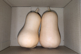 【お試し】まろやか風味の福岡産バターナッツカボチャ　2個から3個入り　1.5kg