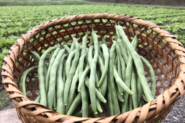 【全国一律送料360円】袖ヶ浦産ハウスいんげん