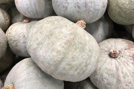 【農薬化学肥料不使用】貯蔵性の良い！雪化粧かぼちゃ(6kg)