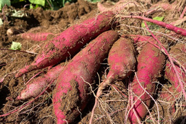 【栽培期間中農薬・化学肥料不使用】さつまいも食べ比べセット(紅はるか・シルクスイート)