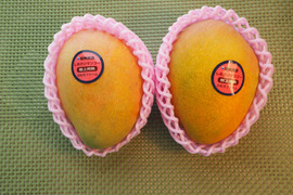 高糖度で濃厚な味の完熟『紀州美浜しおさいマンゴー』2～3玉 1.2kg