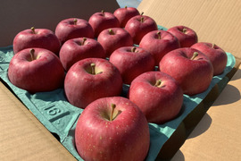 早生ふじ訳あり(5kg)