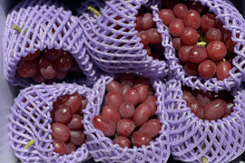 【贈答用・化粧箱入】数量限定 クイーンセブン約2kg 極甘パリポリ食感の希少ぶどう！