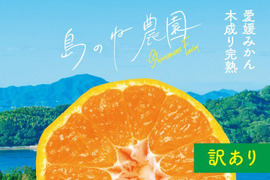【訳あり】島のね みかん 愛媛みかん 木成り完熟 3kg