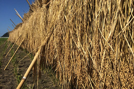 ★令和4年産コシヒカリ★潮風天日干し米(玄米4kg)農薬不使用・肥料不使用