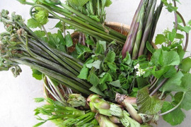 天然山菜セット