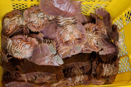 うちわえび 500g