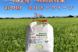 極甘！柔らかなもちのような食感　
R6年産　特別栽培米ミルキークイーン　2㎏×1袋