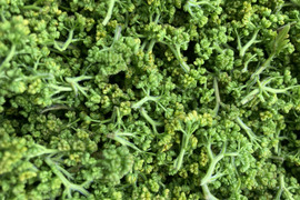 １００グラム 関東発送　送料込み　花山椒 花山椒の通販｜山椒（実・葉・花）｜食べチョク｜産地直送(産直
