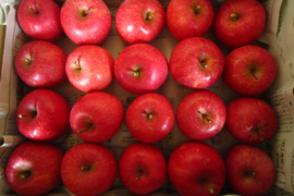 美味しい小玉 樹上完熟サンふじ 総重量 約4kg前後 青森県 南部地方産 自家りんご農園生産直送品！