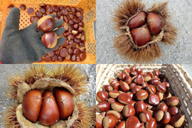 【甘みの上がった栗 食べ比べ 大粒セット】岸根と筑波栗大粒　農薬不使用栽培　900g