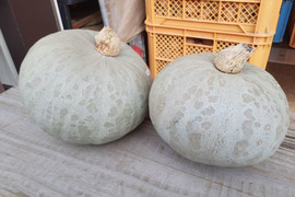 【自然栽培】令和5年度 北海道倶知安町産 雪化粧かぼちゃ 1.0～1.4kg 1玉 ホクホク完熟で甘い