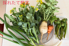 在来種 野菜の通販｜食べチョク｜産地直送(産直)お取り寄せ通販 - 農家
