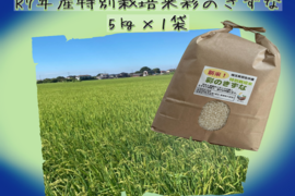 【ミネラル育ちの極上米】Pino farm「弾む、黄金のきずな」～R7年産特別栽培米　彩のきずな　5㎏～