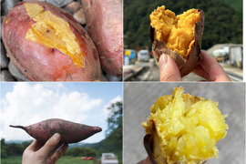 【特価】秋の味覚…「さつまいも４品種の食べ比べセット」　1ヶ月超追熟のお芋