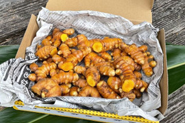 【掘りたて秋ウコン・今だけ！】８００g・全国一律３６０円でお届け／沖縄県産／農薬・化学肥料・動物性堆肥不使用