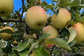 ぐんま名月🍎大中玉2.8㎏(7～12玉パック入り)