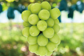 花笑み農園　岡山のシャインマスカット1kg（2房）【9/23～順次発送】S-1