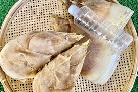 【訳あり　規格外】大きめ　生たけのこ6kg収穫当日発送！