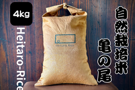 【新米令和７年】『Heitarō Rice』秘境 金山町産　幻のお米 亀ノ尾4kg