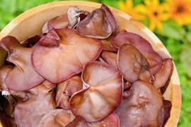 高知県産『生・きくらげ1kg (500g×2P)』仁淀blueで有名な高知の里山よりシャキぷにゅ食感をお届け。新鮮さを保つため朝収穫し夕方クール便配送。