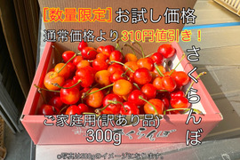 【数量限定お試し価格】さくらんぼご家庭用(訳あり品)300g