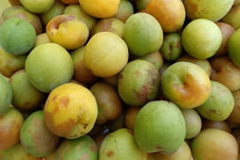 傷あり梅ジャム用【🍑🍑🍑ばぁばのモノスゴイ旬の青梅✨️✨️】自然栽培約４㎏✨✨✨