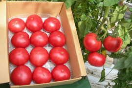 今が旬！夏の大玉の有機トマト箱入り（4ｋｇ程度）